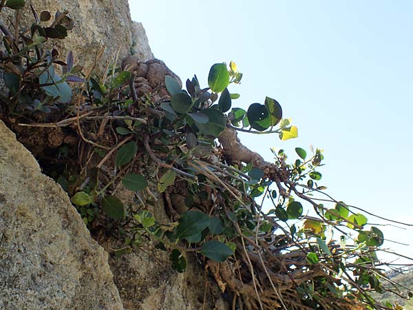 Capparis spinosa var. aegyptia \ gyptischer Kapernstrauch / Egyptian Caper, Rhodos Agathi Beach 26.3.2023