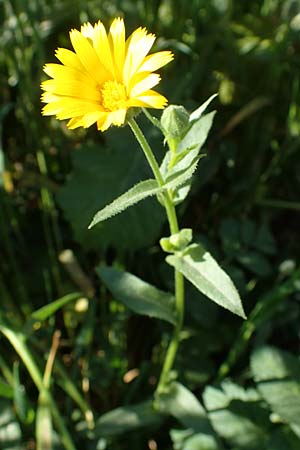 Calendula arvensis \ Acker-Ringelblume, Rhodos Archangelos 27.3.2023