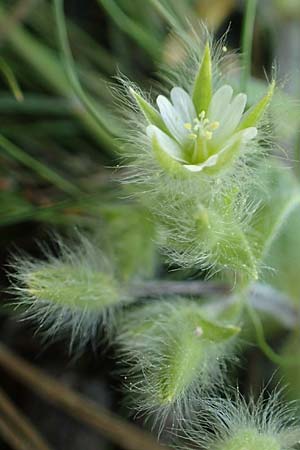 Cerastium brachypetalum subsp. roeseri \ Rsers Hornkraut / Roeser's Grey Mouse-Ear, Rhodos Profitis Ilias 2.4.2019