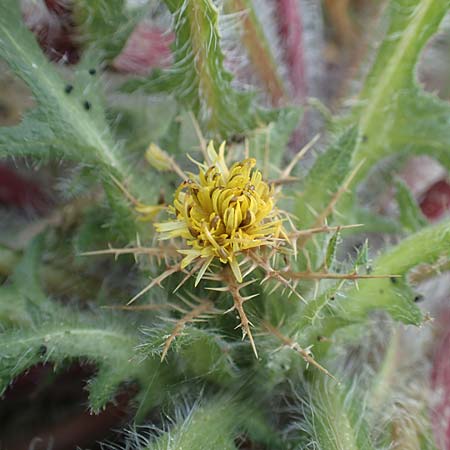 Centaurea benedicta \ Benediktenkraut / Blessed Thistle, Rhodos Kamiros 4.4.2019