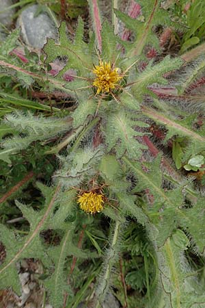 Centaurea benedicta \ Benediktenkraut / Blessed Thistle, Rhodos Profilia 5.4.2019