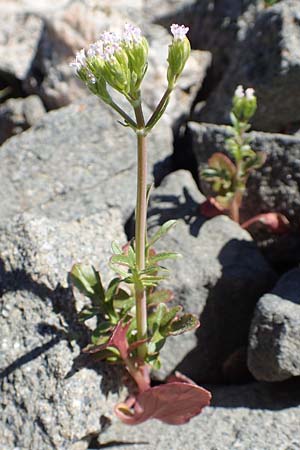Centranthus calcitrapae \ Fuangel-Spornblume / Annual Valerian, Rhodos Laerma 24.3.2019