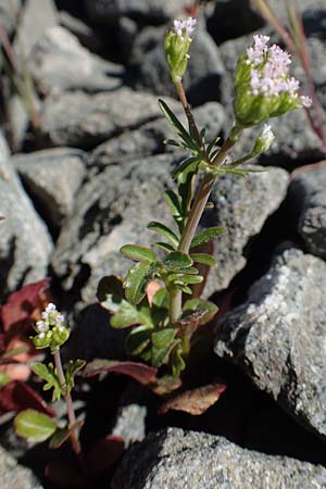 Centranthus calcitrapae \ Fuangel-Spornblume / Annual Valerian, Rhodos Laerma 24.3.2019