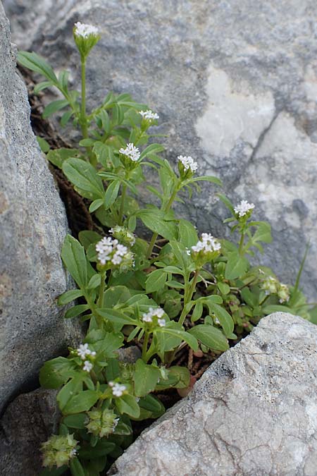 Centranthus calcitrapae \ Fuangel-Spornblume / Annual Valerian, Rhodos Monolithos 31.3.2019