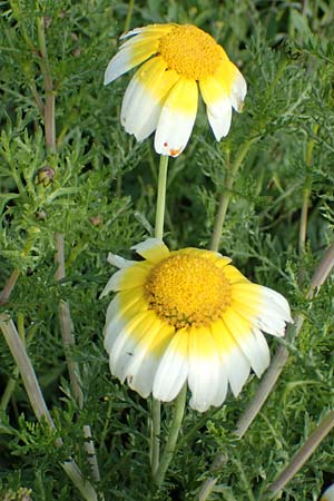 Glebionis coronaria \ Kronen-Wucherblume, Rhodos Archangelos 24.3.2023