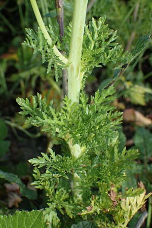 Glebionis coronaria \ Kronen-Wucherblume, Rhodos Archangelos 24.3.2023