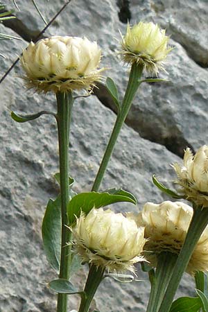 Centaurea lactucifolia var. halkiensis \ Lattichblttrige Flockenblume / Lettuce-Leaved Knapweed, Rhodos Sianna 3.4.2019