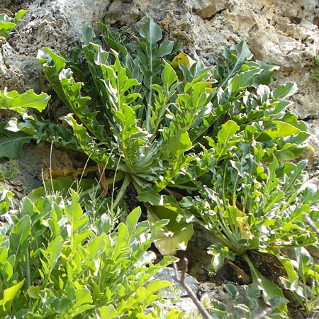 Centaurea lactucifolia var. halkiensis \ Lattichblttrige Flockenblume / Lettuce-Leaved Knapweed, Rhodos Sianna 3.4.2019