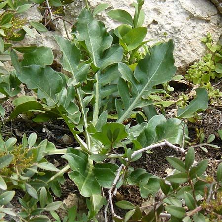 Centaurea lactucifolia var. halkiensis \ Lattichblttrige Flockenblume / Lettuce-Leaved Knapweed, Rhodos Sianna 3.4.2019