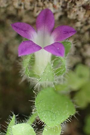 Campanula erinus \ Leberbalsam-Glockenblume / Small Bellflower, Rhodos City 28.3.2019