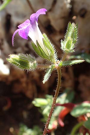 Campanula erinus \ Leberbalsam-Glockenblume, Rhodos Tsambika 30.3.2019