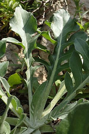 Centaurea lactucifolia var. halkiensis \ Lattichblttrige Flockenblume / Lettuce-Leaved Knapweed, Rhodos Sianna 3.4.2019