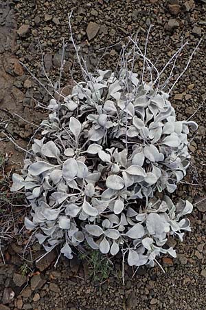 Pentanema verbascifolium subsp. candidum \ Schneeweier Alant, Anatolischer Alant, Rhodos Moni Artamiti 16.3.2023