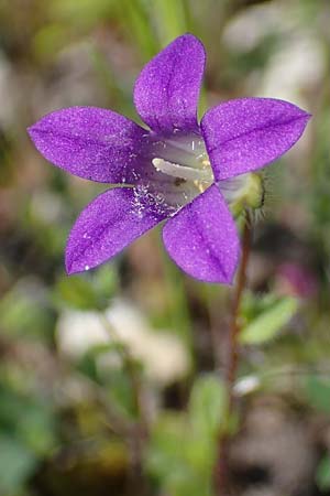 Campanula rhodensis \ Kleine Rhodische Glockenblume / Small Rhodian Bellflower, Rhodos Kolymbia 18.3.2023