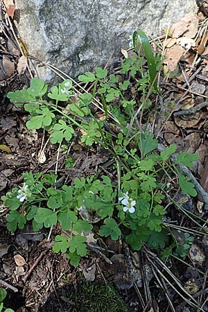 Cardamine graeca \ Griechisches Schaumkraut / Greek Bitter-Cress, Rhodos Profitis Ilias 2.4.2019