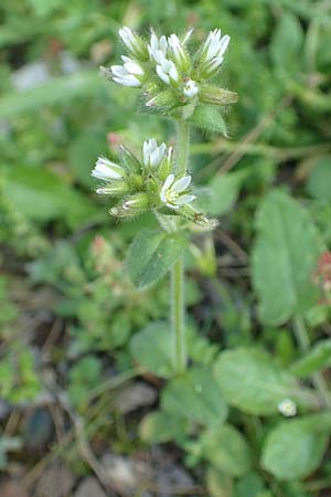 Cerastium glomeratum \ Knuel-Hornkraut / Sticky Mouse-Ear, Rhodos Profitis Ilias 2.4.2019