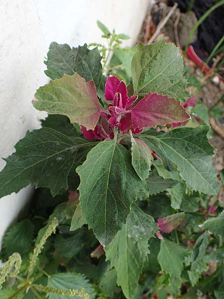 Chenopodium giganteum \ Baum-Spinat, Riesen-Gnsefu, Rhodos Archangelos 17.3.2023