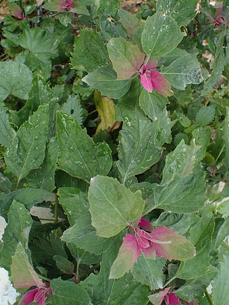 Chenopodium giganteum \ Baum-Spinat, Riesen-Gnsefu, Rhodos Archangelos 17.3.2023