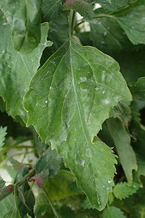 Chenopodium giganteum \ Baum-Spinat, Riesen-Gnsefu, Rhodos Archangelos 17.3.2023