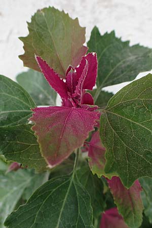 Chenopodium giganteum \ Baum-Spinat, Riesen-Gnsefu / Tree Spinach, Rhodos Archangelos 17.3.2023