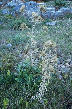 Carlina graeca \ Griechische Eberwurz, Rhodos Lindos 20.3.2023