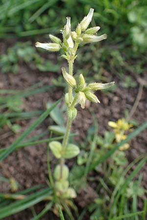 Cerastium glomeratum \ Knuel-Hornkraut / Sticky Mouse-Ear, Rhodos Kimisala-Doline 24.3.2023