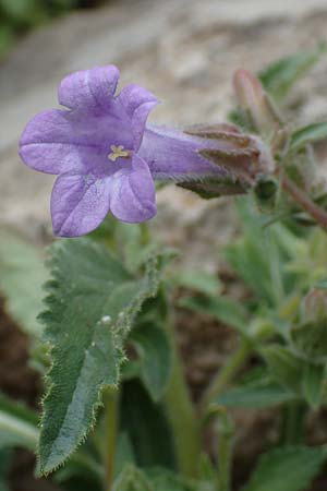 Campanula hagielia \ Berg-Hagios-Glockenblume / Hagios Bellflower, Rhodos Tsambika 30.3.2019