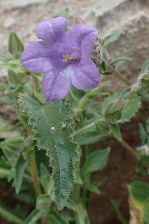 Campanula hagielia \ Berg-Hagios-Glockenblume, Rhodos Tsambika 30.3.2019