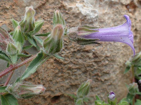 Campanula hagielia \ Berg-Hagios-Glockenblume / Hagios Bellflower, Rhodos Tsambika 30.3.2019