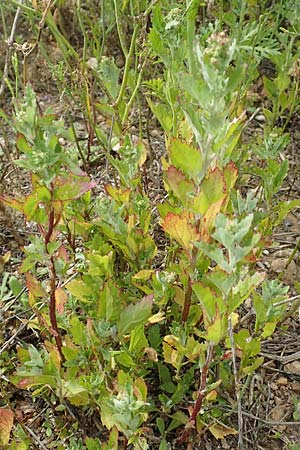 Chenopodium murale \ Mauer-Gnsefu / Nettle-Leaf Goosefoot, Rhodos Kattavia 1.4.2019