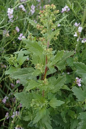 Chenopodium murale \ Mauer-Gnsefu / Nettle-Leaf Goosefoot, Rhodos Kattavia 1.4.2019