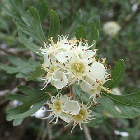 Crataegus aronia \ Dorniger Weidorn / Spiny Hawthorn, Rhodos Petaloudes 4.4.2019