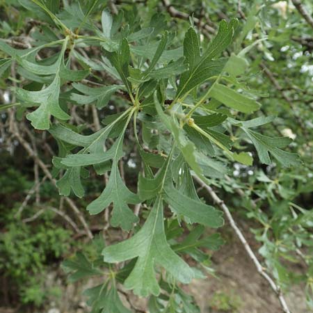 Crataegus aronia \ Dorniger Weidorn / Spiny Hawthorn, Rhodos Petaloudes 4.4.2019