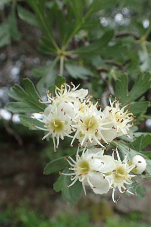 Crataegus aronia \ Dorniger Weidorn / Spiny Hawthorn, Rhodos Petaloudes 4.4.2019