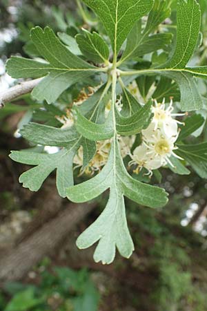 Crataegus aronia \ Dorniger Weidorn / Spiny Hawthorn, Rhodos Petaloudes 4.4.2019