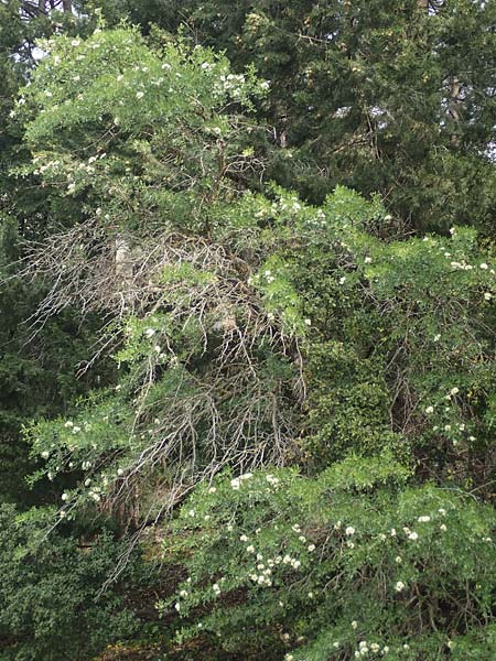 Crataegus aronia \ Dorniger Weidorn / Spiny Hawthorn, Rhodos Petaloudes 4.4.2019