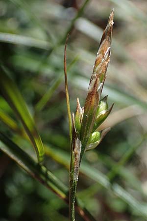 Carex halleriana \ Grundstielige Segge, Hallers Segge / Southern Sedge, Haller's Sedge, Rhodos Pastida 18.3.2023