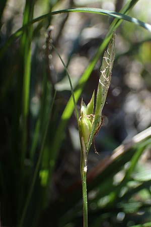 Carex halleriana \ Grundstielige Segge, Hallers Segge / Southern Sedge, Haller's Sedge, Rhodos Pastida 18.3.2023