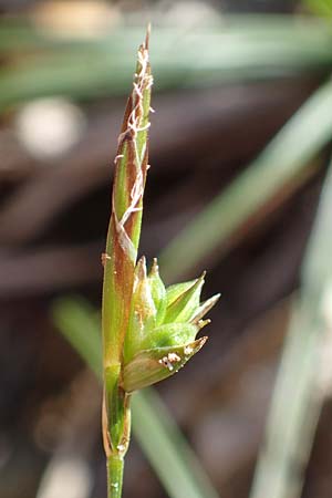 Carex halleriana \ Grundstielige Segge, Hallers Segge / Southern Sedge, Haller's Sedge, Rhodos Pastida 18.3.2023