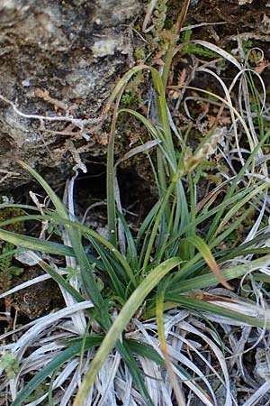 Carex halleriana \ Grundstielige Segge, Hallers Segge / Southern Sedge, Haller's Sedge, Rhodos Pastida 18.3.2023