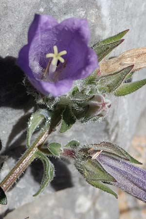 Campanula hagielia \ Berg-Hagios-Glockenblume / Hagios Bellflower, Rhodos Lindos 20.3.2023