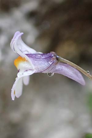 Cymbalaria longipes \ Langstieliges Zimbelkraut / Long-peduncle Toadflax, Rhodos City 28.3.2019