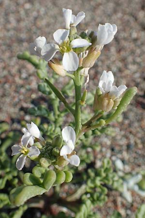 Cakile maritima \ Europischer Meersenf / Sea Rocket, Rhodos Kattavia 1.4.2019