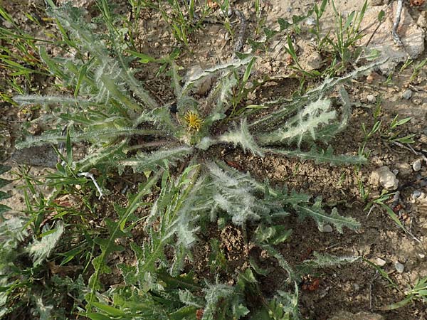 Centaurea benedicta / Blessed Thistle, Rhodos Lahania 3.4.2019