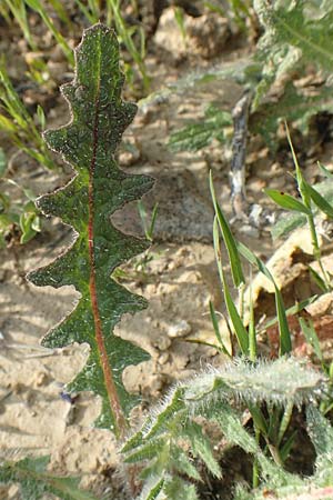 Centaurea benedicta \ Benediktenkraut, Rhodos Lahania 3.4.2019