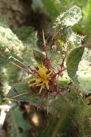 Centaurea benedicta \ Benediktenkraut / Blessed Thistle, Rhodos Lahania 3.4.2019