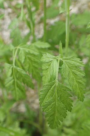 Chaerophyllum nodosum \ Blasenstngel / Knobbed Chervil, Rhodos Profilia 5.4.2019