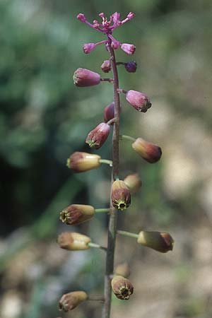 Muscari weissii / Weiss' Hyacinth, Rhodos Prasonisi 21.3.2005