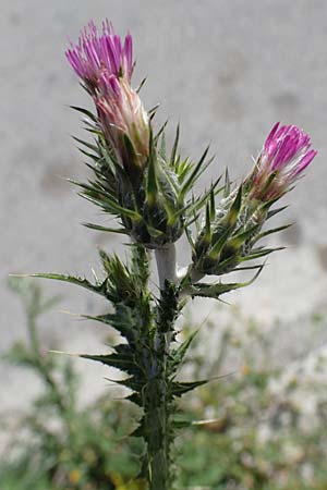 Carduus pycnocephalus / Plymouth Thistle, Rhodos Archangelos 17.3.2023