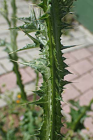 Carduus pycnocephalus / Plymouth Thistle, Rhodos Archangelos 17.3.2023